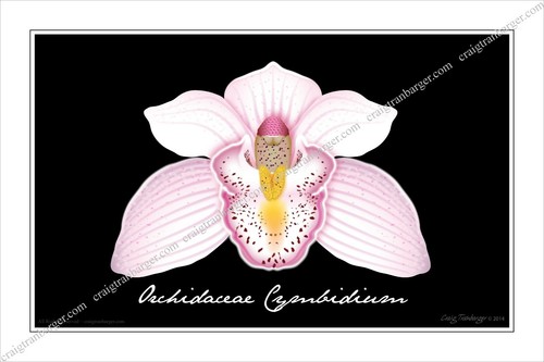 Orchidea orchidaceae - orchidea,,