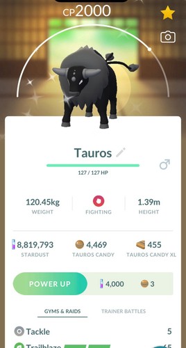 Shiny combat tauros giorni - combat,