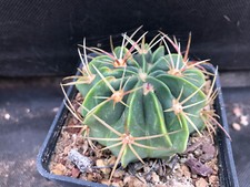 FEROCACTUS MACRODISCUS - VIVAIO IL GIARDINO DI MAYA- CACTUS A26