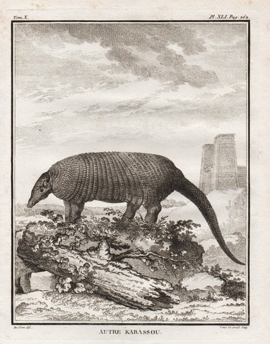 Pholidota pangolino animali - pangolino,