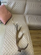 Palco Di Cervo - Corno Di Cervo