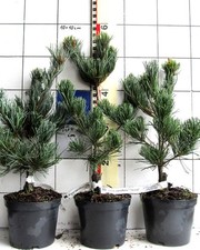 Pinus parviflora +Glauca+ ---