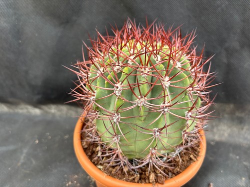 Denmoza rodacantha big - rodacantha,