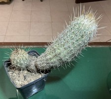 Cactus Turbinicarpus (