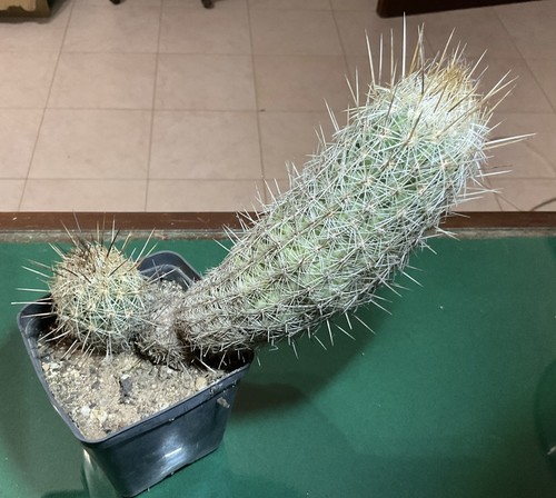 Cactus turbinicarpus - turbinicarpus, (