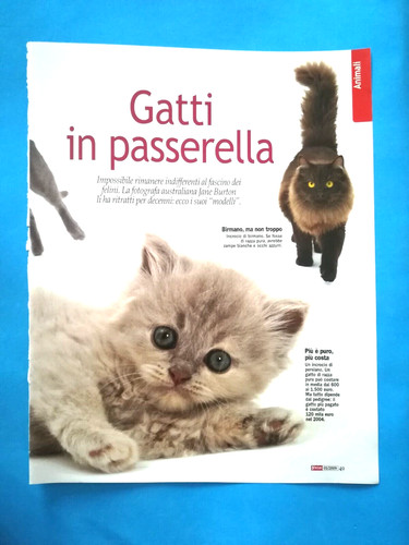 Clipping giornale gatti - gatti, gatto