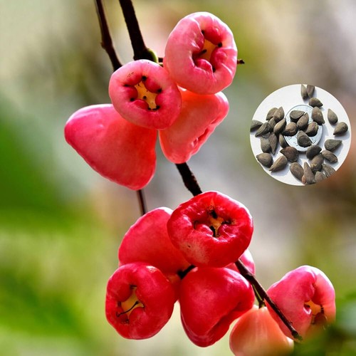 Water apple rose - water,