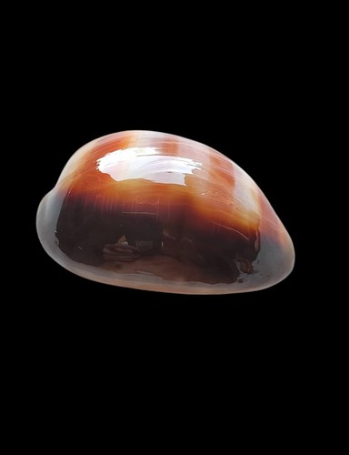 Shell conchiglia cypraea - shell,