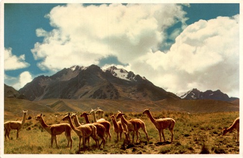 Lima perù cartolina - perù,,
