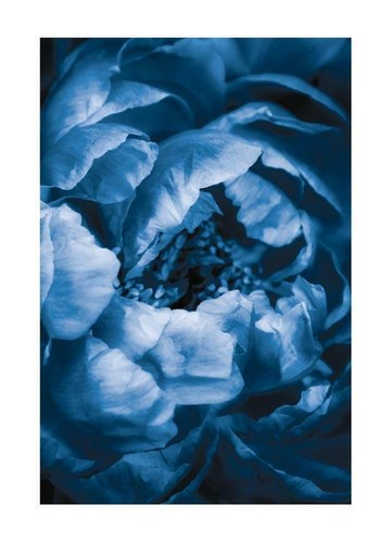 Poster fiore blu stampa - poster,