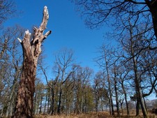 Photo A3 Larch Strip