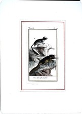 Stampa antiche epoca 800 - antiche,