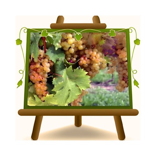 Vite moscatello bianca pianta - moscatello,