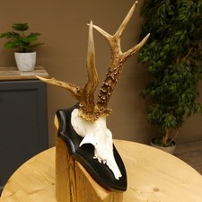 Capriolo Grandi Cervi Bock