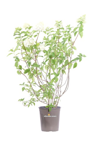 Pianta ortensia paniculata - ortensia,
