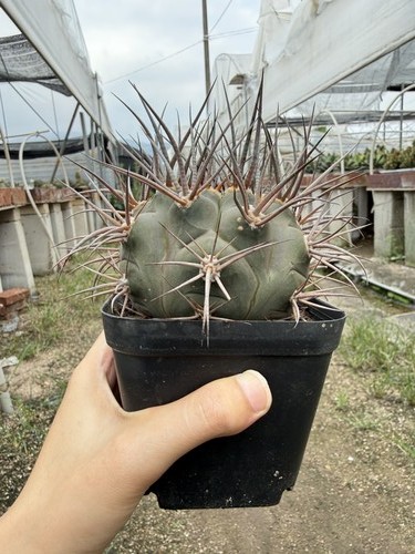 Vendita raro cactus - vendita,