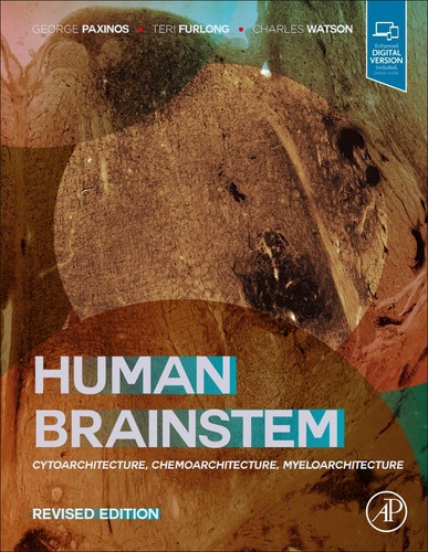 Human brainstem - human,