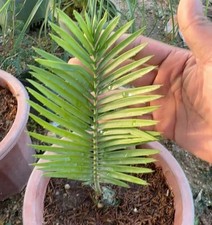 Encephalartos cerinus WYSIWYG