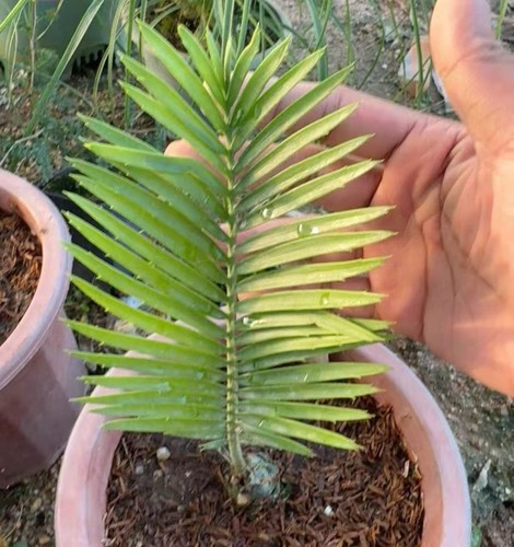 Encephalartos cerinus wysiwyg - encephalartos,