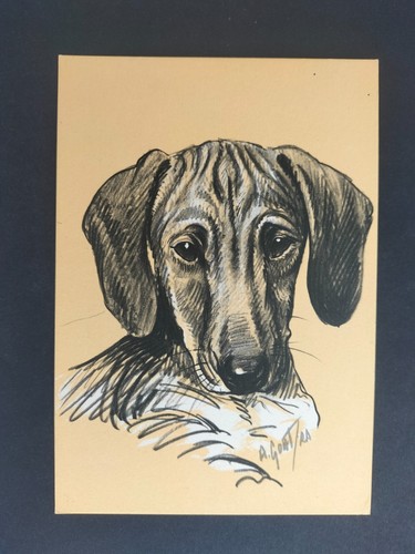Bassotto razze canine - razze,