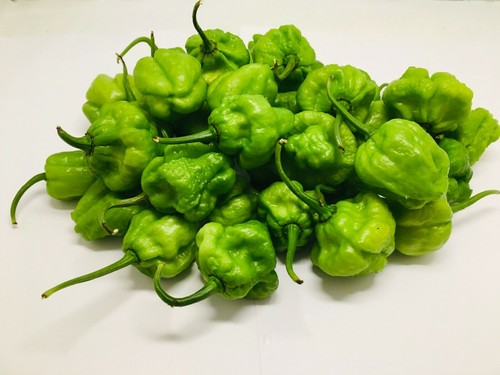 Cialde peperoncino piccante - di,