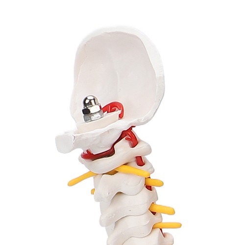 Modello colonna vertebrale