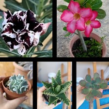 Suculentas adenium 1 - 2,