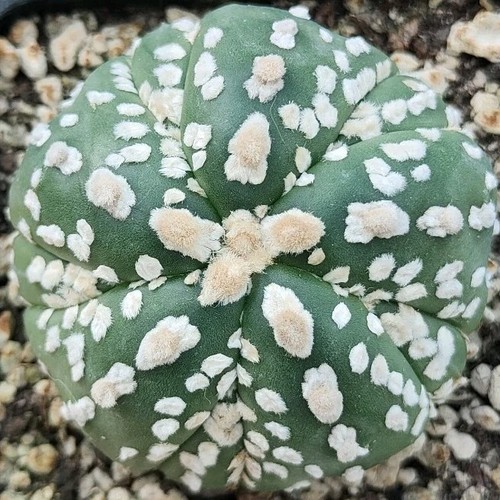 Astrophytum asterias type - astrophytum, v-type