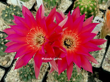 "VR 2013.7-58" Lobivia Hybride