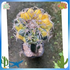 RareSucculent Plant