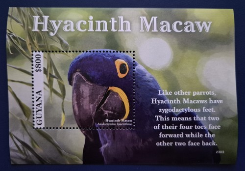 Guyana 2023 parrots - /,