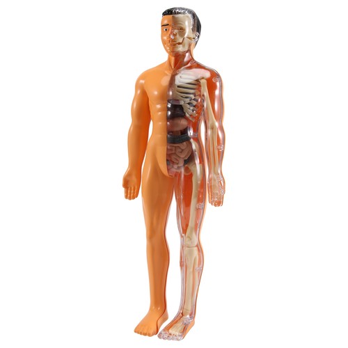 Modello anatomico corpo umano