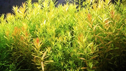 Rotala rotula rotundifolia - rotundifolia, 5