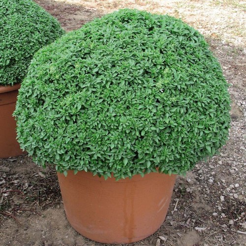 Basilico greco palla - a,
