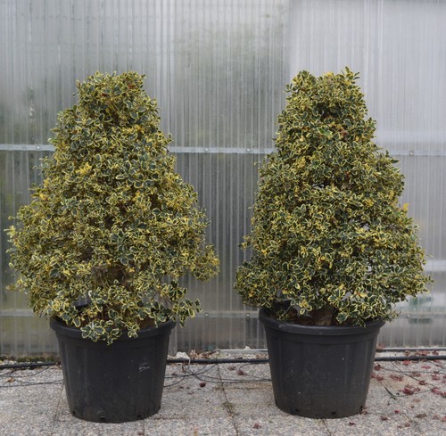 Agrifoglio variegato ilex - variegato,