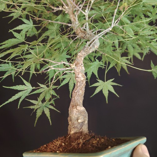 Bonsai acero giapponese acer - bonsai,