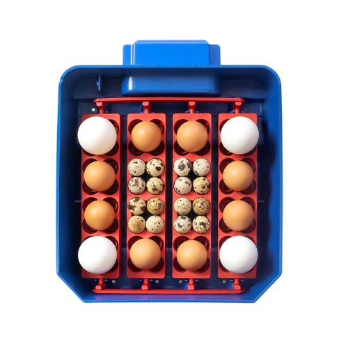Incubatrice automatica per