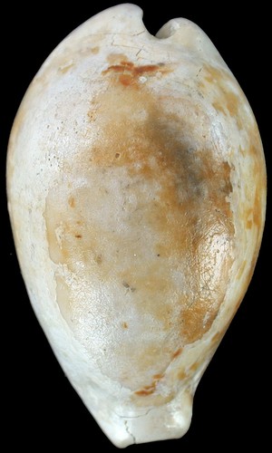 Pliocene cypraea - cypraea, (zonaria)