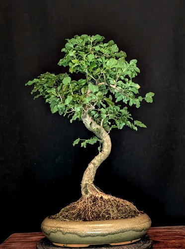 Bonsai ligustro cinese - bonsai, di