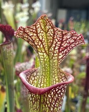 Pianta carnivora Sarracenia