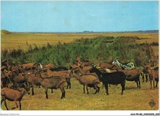 AVAP9-0668-85 - ISOLA DI