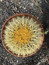 Echinocactus grusonii - Grow Wild Vaso 30 Cm Sole Gialla Coltivata All’aperto