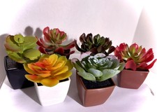 Set 6 Piante Succulente