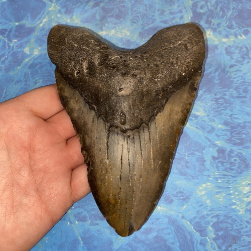Megalodonte dente squalo - megalodonte,