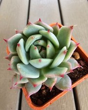 Echeveria tippy - echeveria,