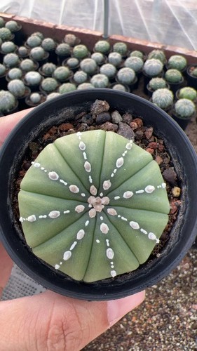 Raro cactus astrophytum - pz,
