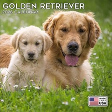 Golden retriever calendar 2026 - golden,