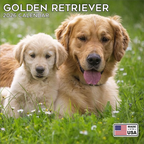 Golden retriever calendar 2026 - golden,