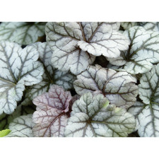 Heuchera "Cinabar Silver" - Campanellino viola "Cinabar Silver" in vaso 12 cm -