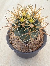 Ferocactus chrysacanthus spine
